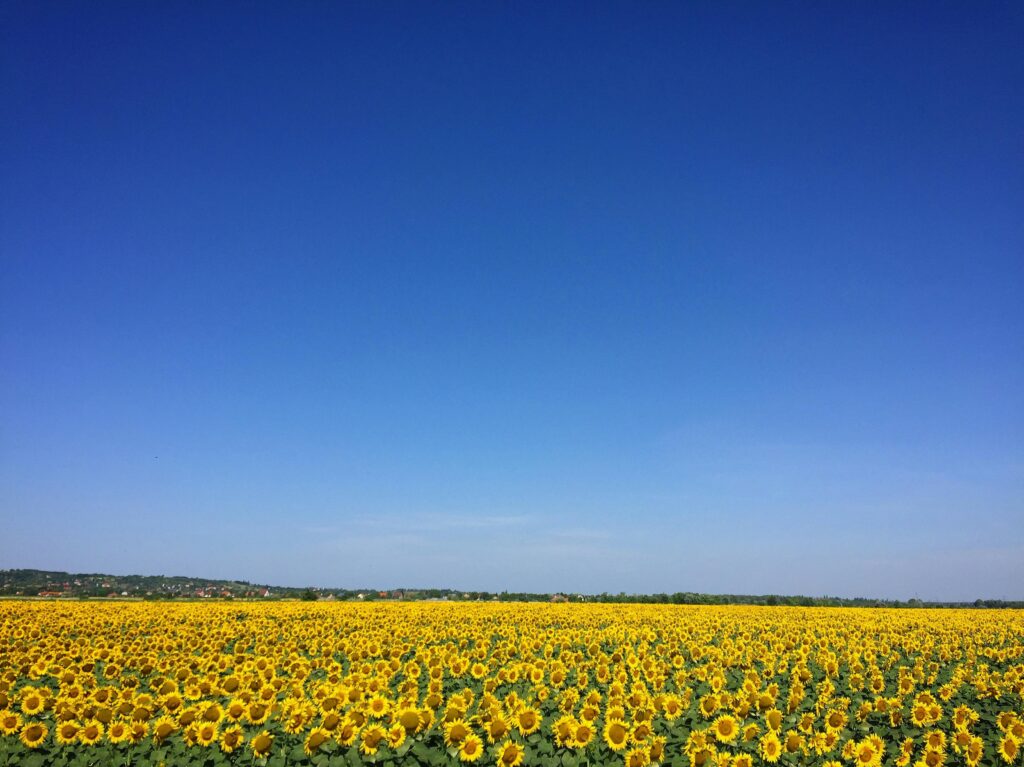 A vast sunflower field with bright yellow blooms against a clear blue sky, perfect for serene backgrounds.